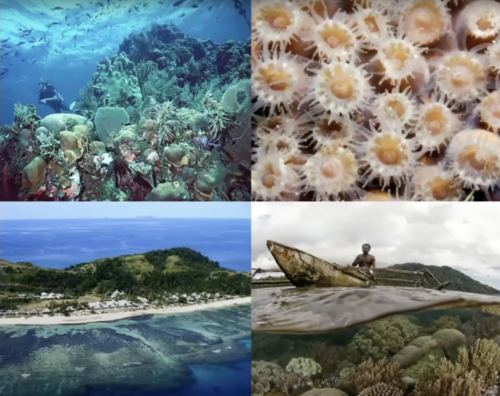 coral reefs